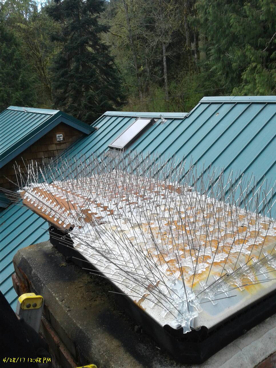 Bird Spikes Critter Control of Seattle